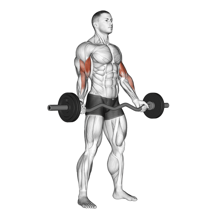 Demonstration of the ez-barbell standing wide grip biceps curl