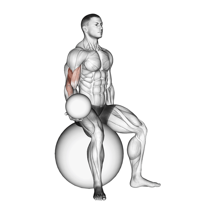 Demonstration of the weighted seated bicep curl (on stability ball)