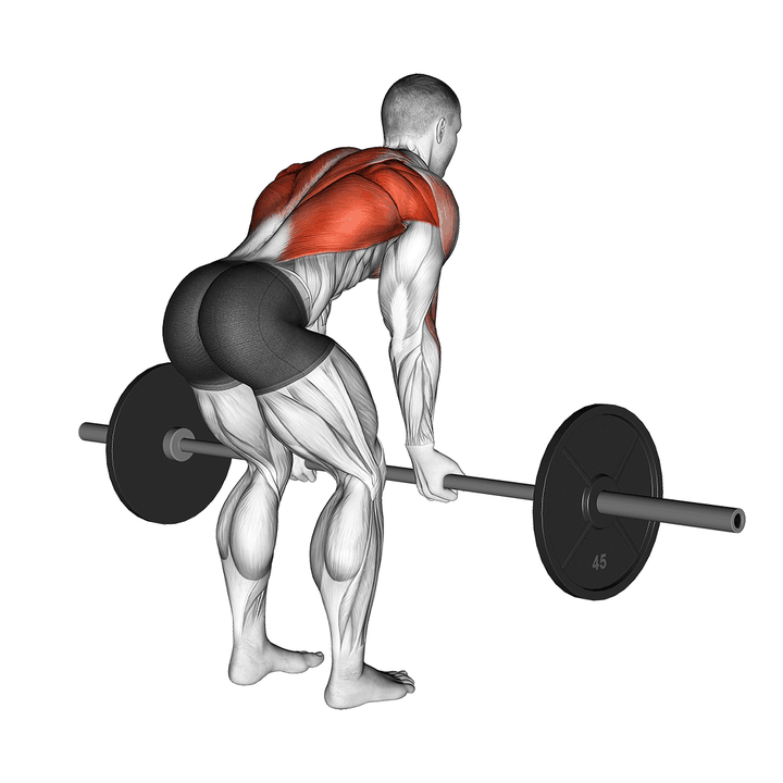 Demonstration of the barbell reverse grip bent over row
