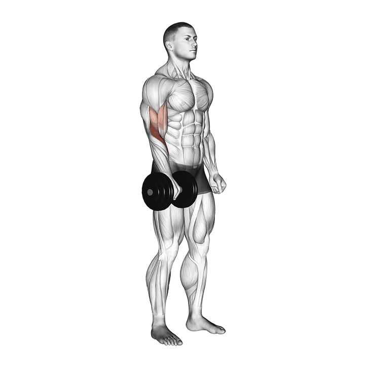 Demonstration of the dumbbell standing one arm reverse curl