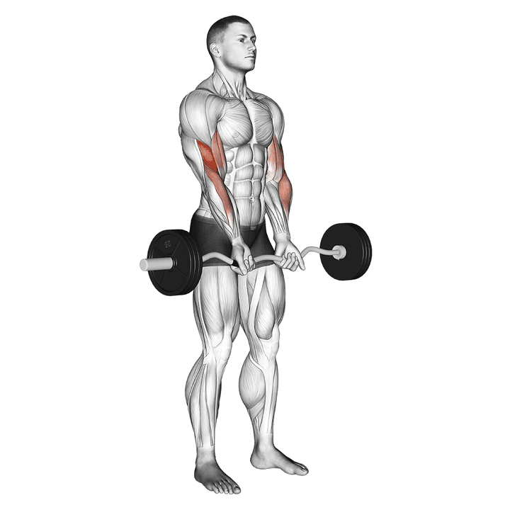Demonstration of the ez barbell close-grip curl