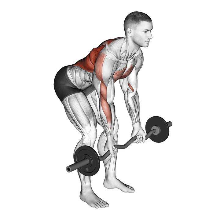 Demonstration of the ez bar reverse grip bent over row
