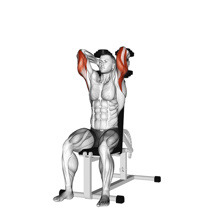 Demonstration of the dumbbells seated triceps extension