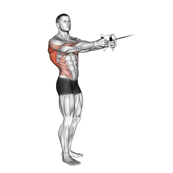 Demonstration of the cable standing twist row (v-bar)
