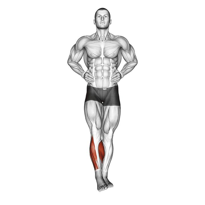 Demonstration of the ankle circles