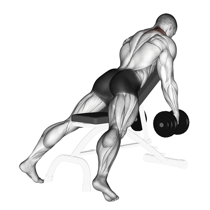 Demonstration of the dumbbell decline shrug