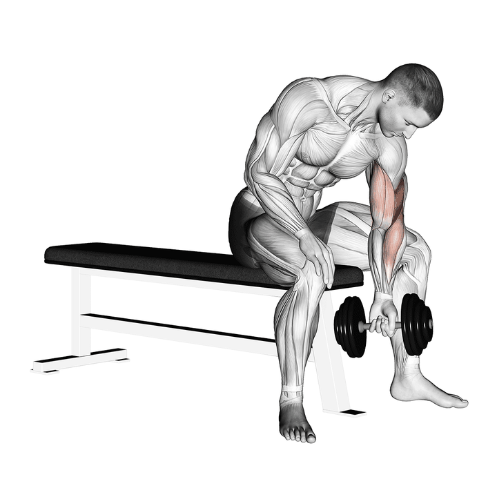 Demonstration of the dumbbell concentration curl