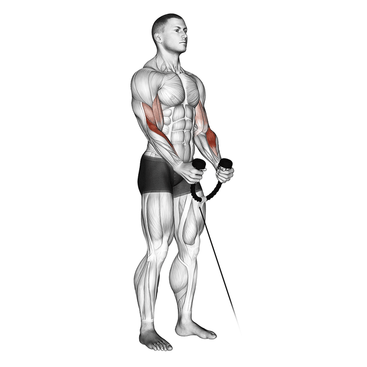 Demonstration of the cable hammer curl (with rope)