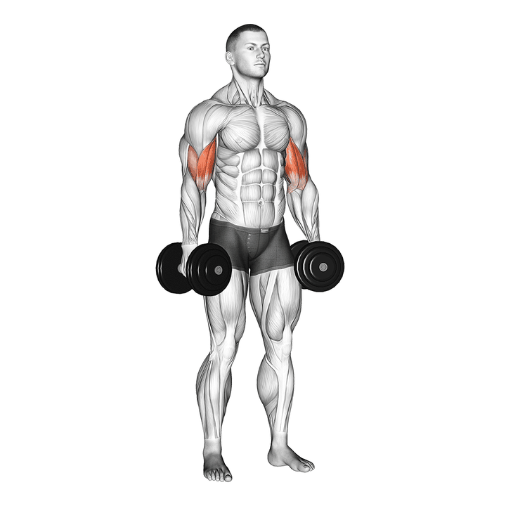Demonstration of the dumbbell standing inner biceps curl