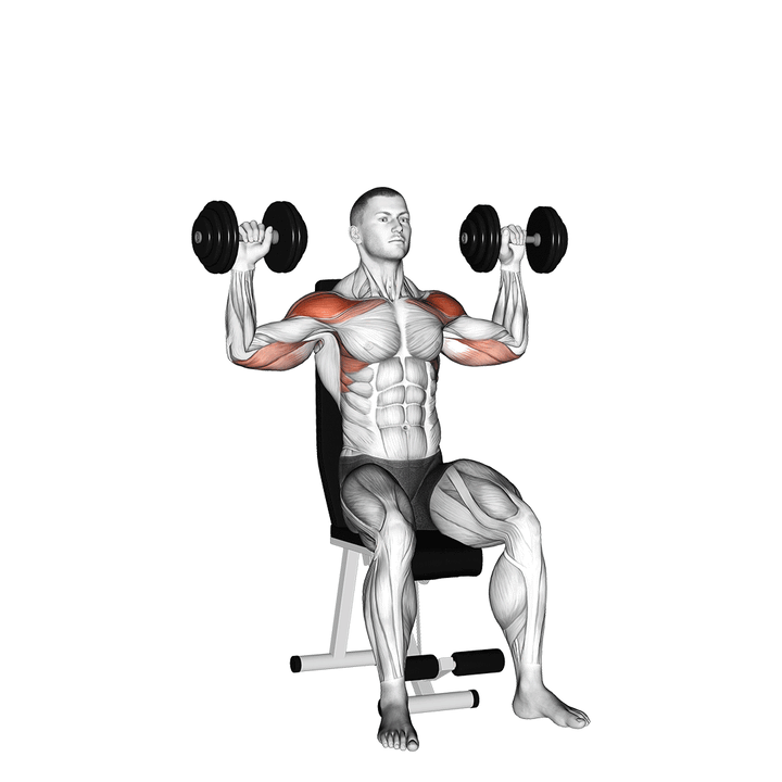 Demonstration of the dumbbell seated alternate shoulder