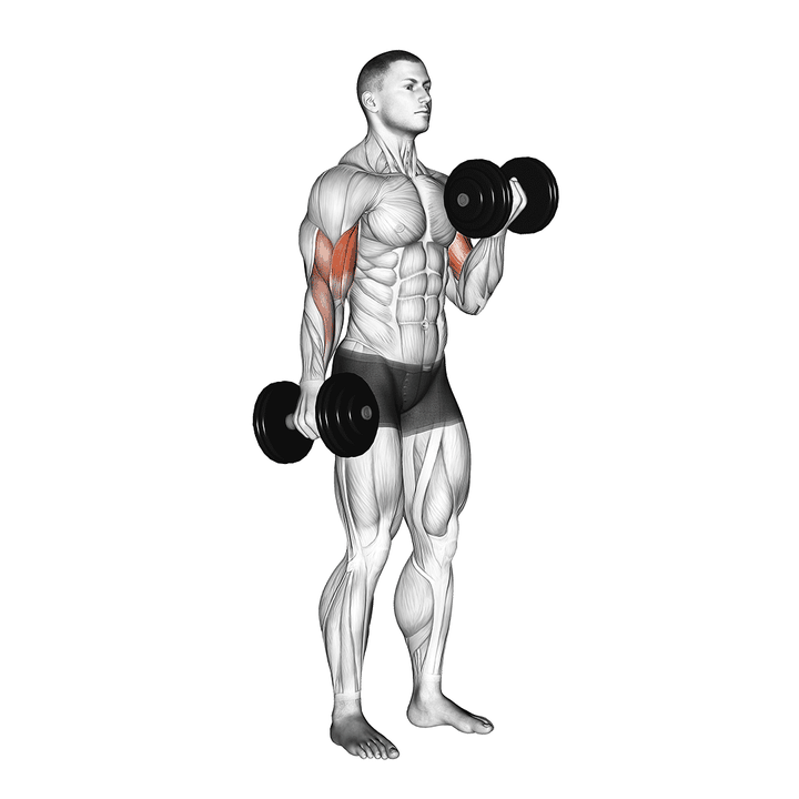 Demonstration of the dumbbell alternate biceps curl