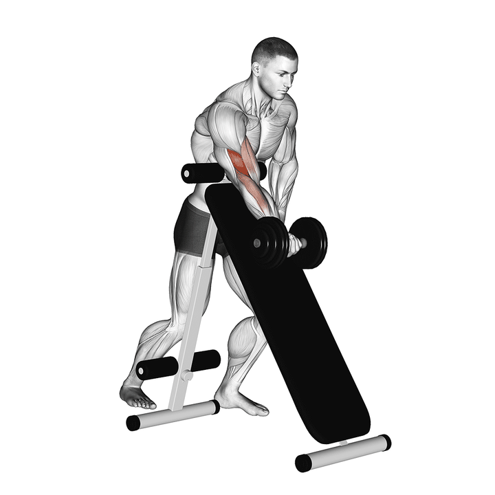 Demonstration of the dumbbell standing one arm curl (over incline bench)