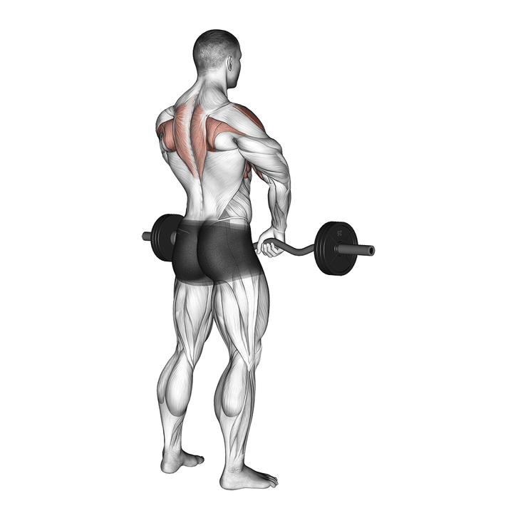 Demonstration of the barbell upright row