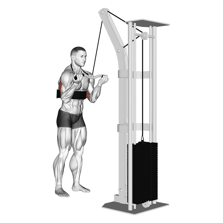 Demonstration of the cable reverse grip triceps pushdown (sz-bar) (with arm blaster)