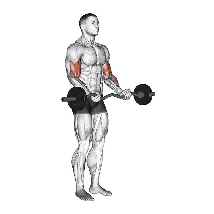 Demonstration of the ez barbell curl