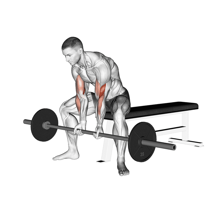 Demonstration of the barbell seated close-grip concentration curl