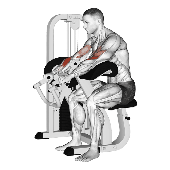 Demonstration of the lever reverse grip preacher curl mega