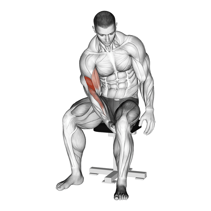 Demonstration of the biceps leg concentration curl