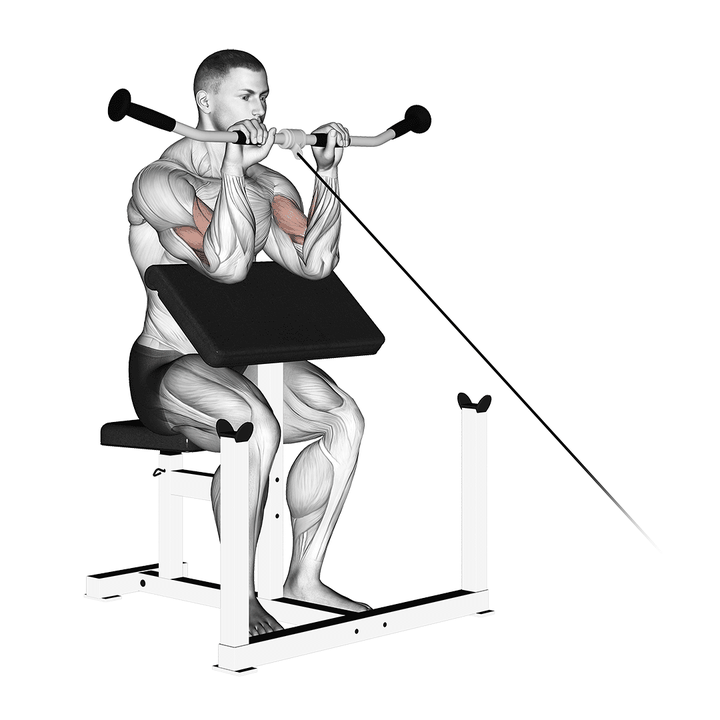 Demonstration of the cable reverse preacher curl
