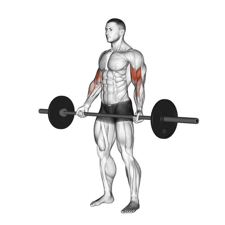 Demonstration of the barbell standing wide-grip curl