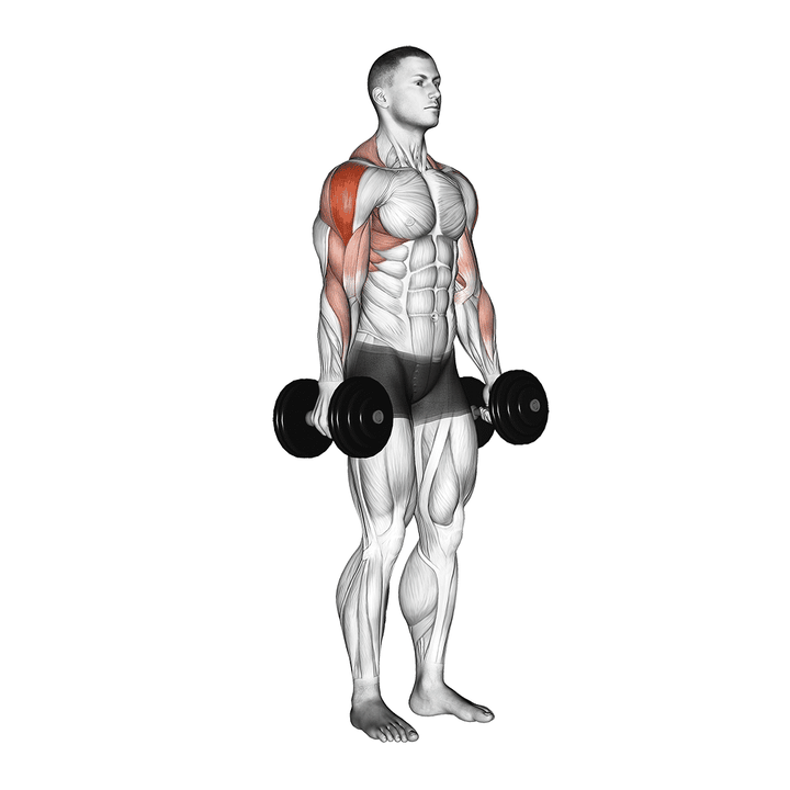 Demonstration of the dumbbell raise