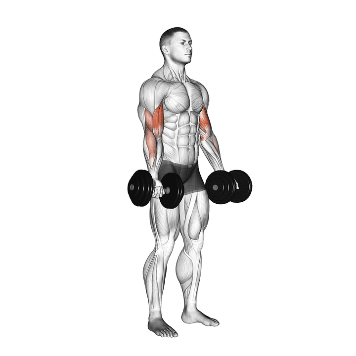 Demonstration of the dumbbell biceps curl