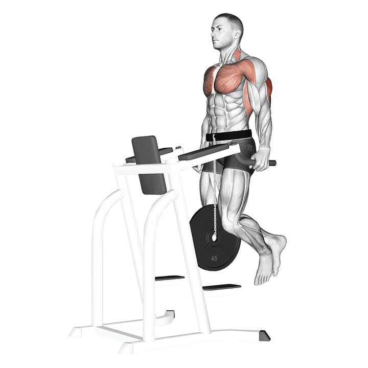 Demonstration of the weighted tricep dips