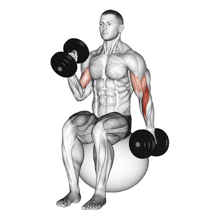 Demonstration of the dumbbell seated alternate hammer curl on exercise ball