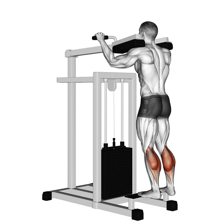 Demonstration of the lever standing calf raise