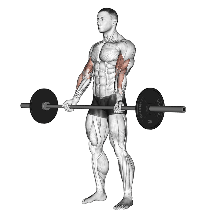 Demonstration of the barbell curl