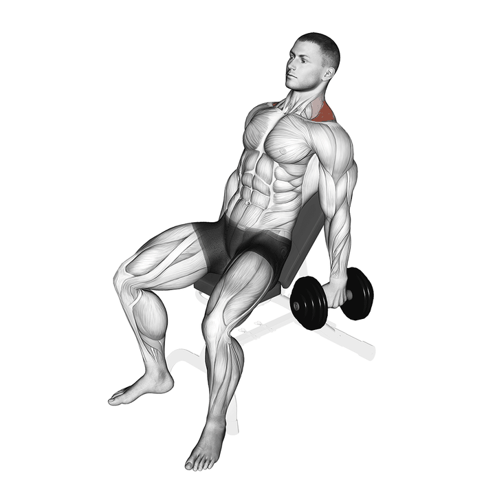 Demonstration of the dumbbell incline shrug