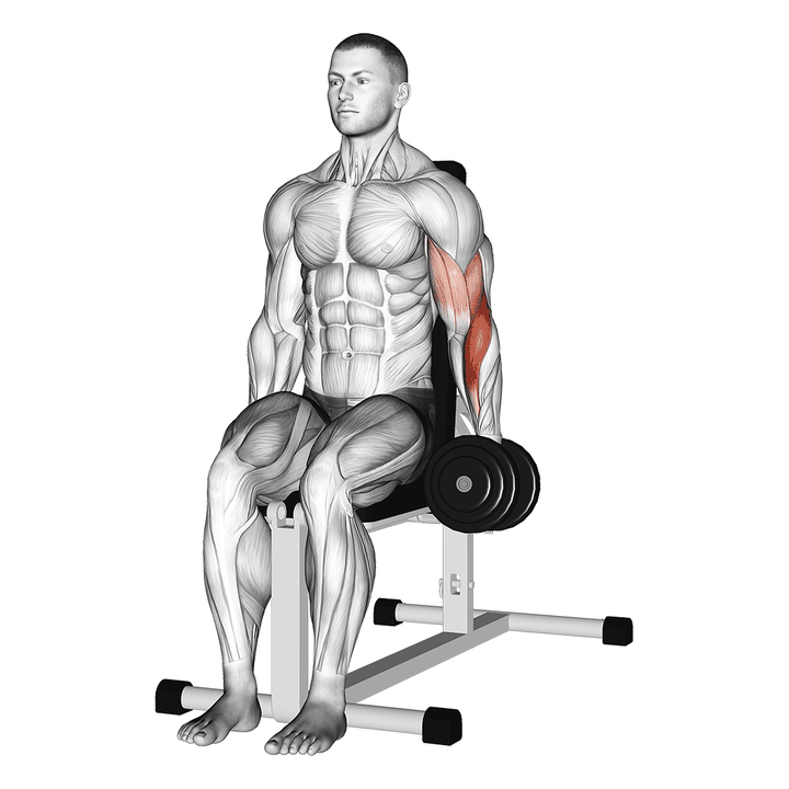 Demonstration of the dumbbell one arm seated hammer curl