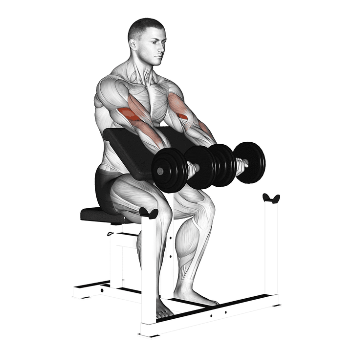 Demonstration of the dumbbell seated preacher curl