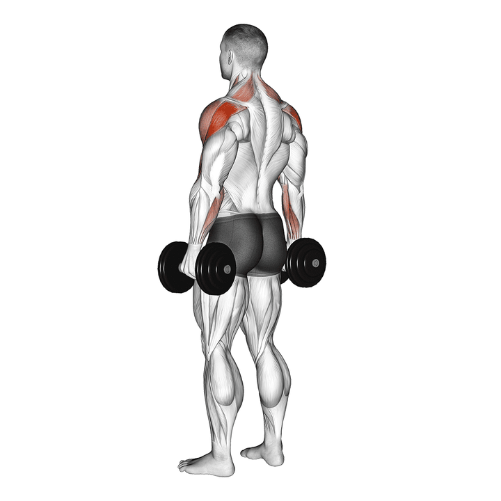 Demonstration of the dumbbell rear delt raise