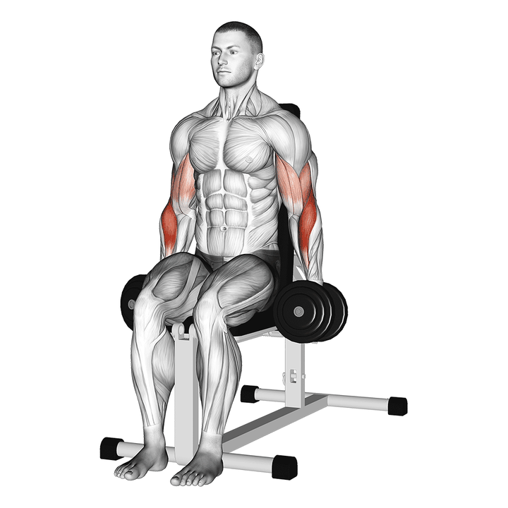 Demonstration of the dumbbell seated hammer curl