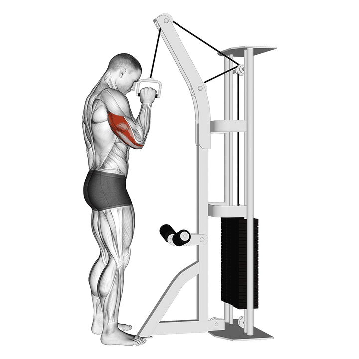 Demonstration of the cable one arm tricep pushdown