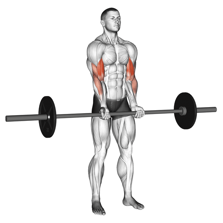 Demonstration of the barbell standing close grip curl