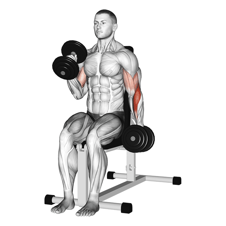 Demonstration of the dumbbell alternate seated hammer curl