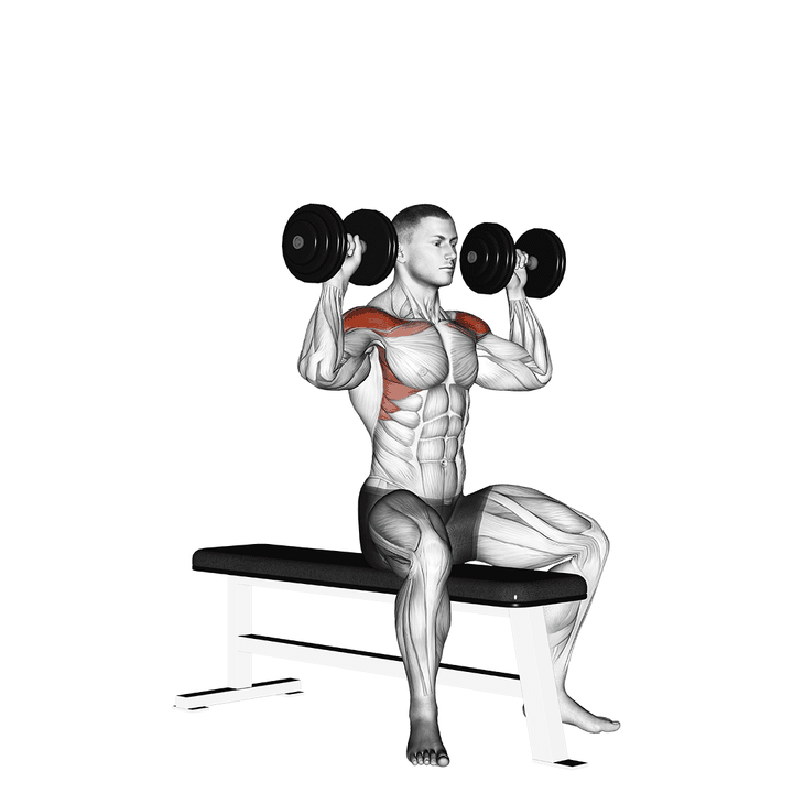 Demonstration of the dumbbell bench seated press