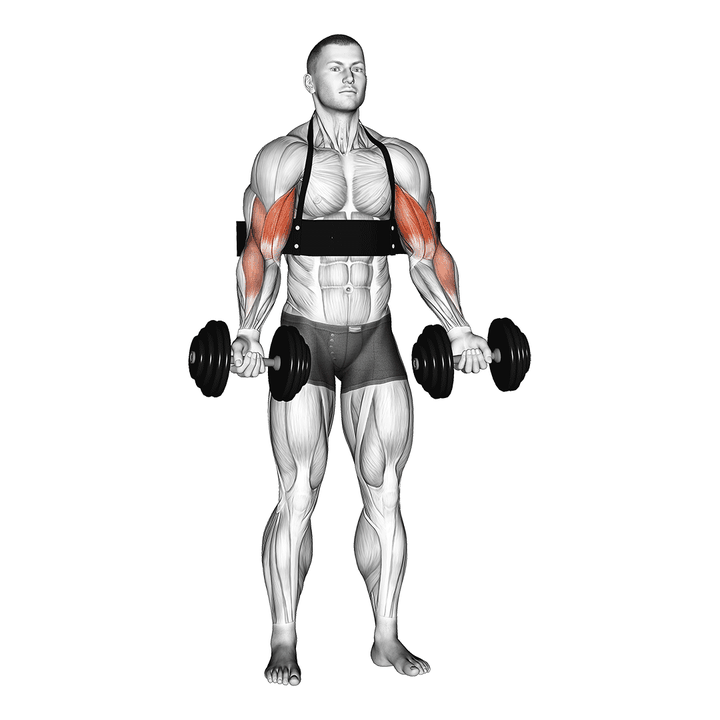 Demonstration of the dumbbell biceps curl (with arm blaster)