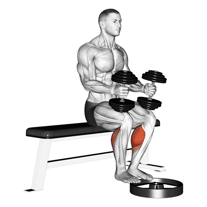 Demonstration of the dumbbell seated calf raise