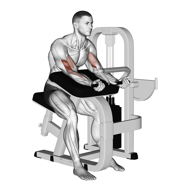 Demonstration of the lever preacher curl