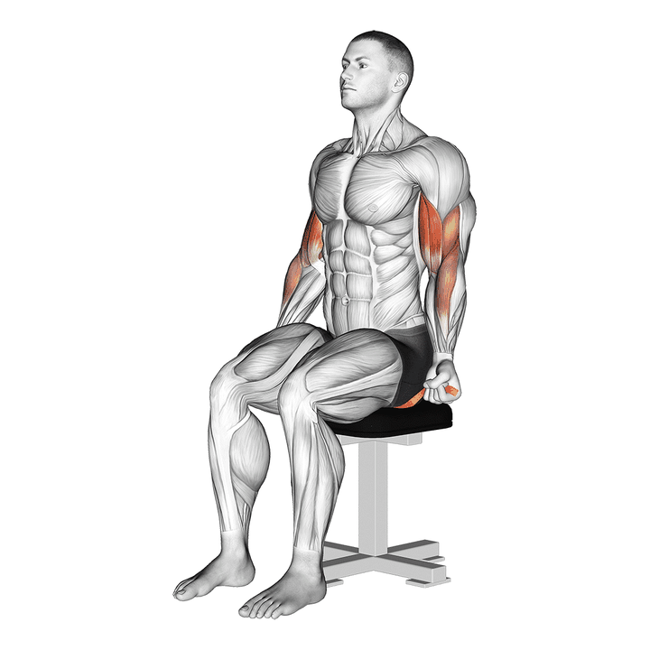 Demonstration of the resistance band seated biceps curl