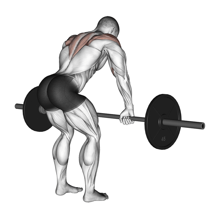 Demonstration of the barbell rear delt row