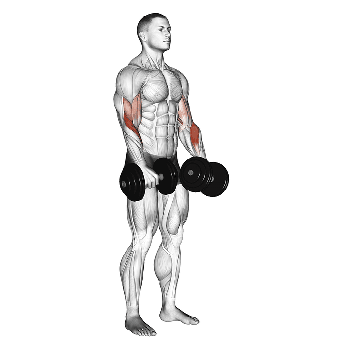 Demonstration of the dumbbell reverse grip biceps curl