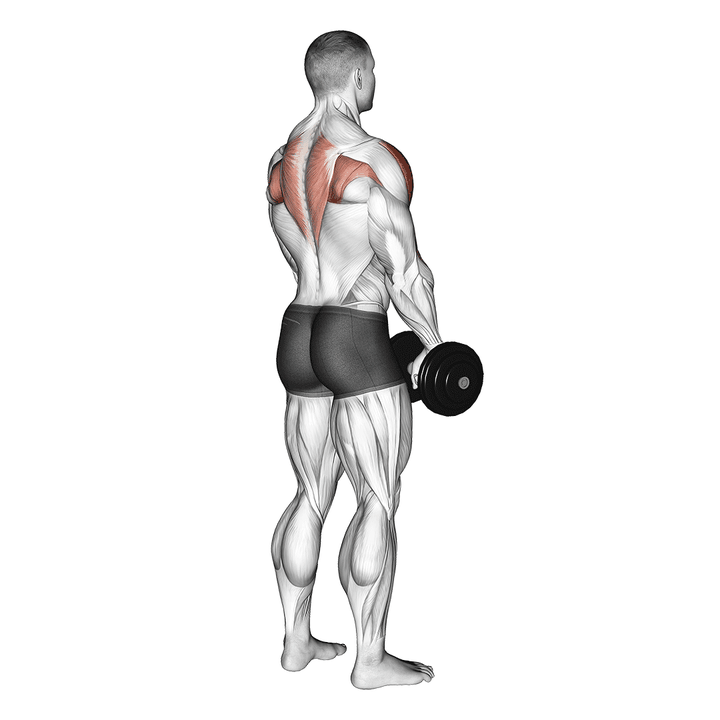Demonstration of the dumbbell upright row (back pov) with alternating