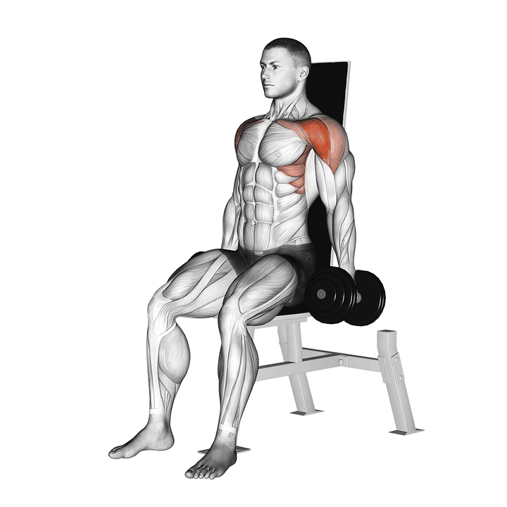 Demonstration of the dumbbell seated front raise