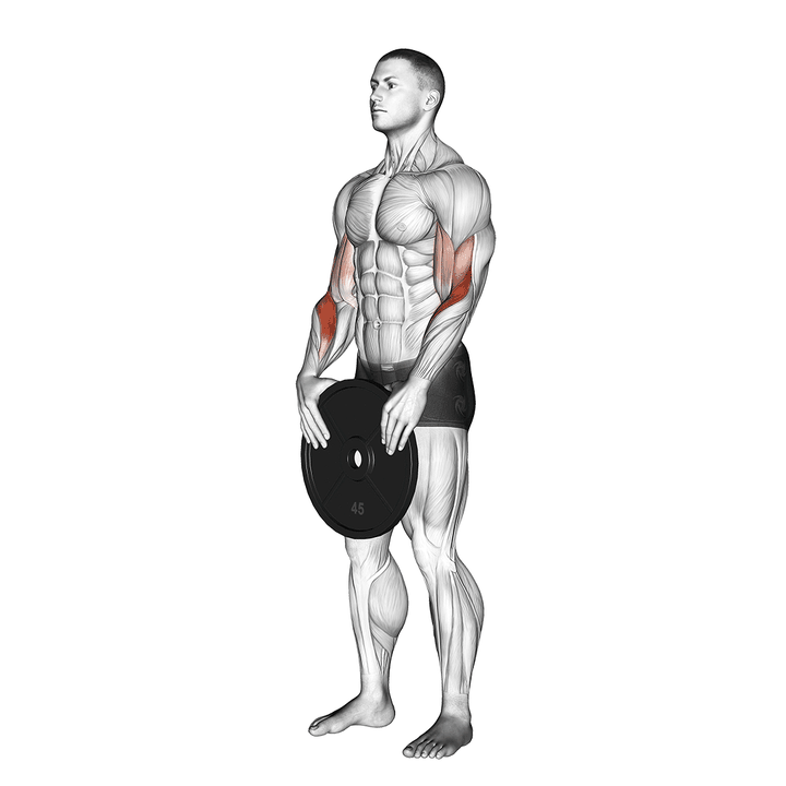 Demonstration of the weighted standing curl