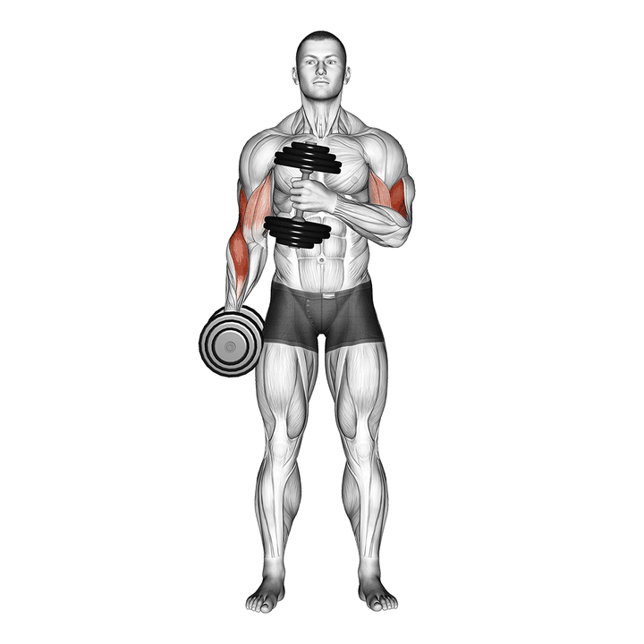 Demonstration of the dumbbell cross body hammer curl