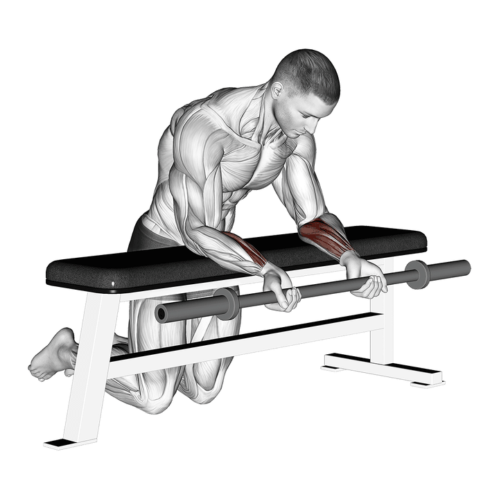 Demonstration of the barbell palms up wrist curl over a bench